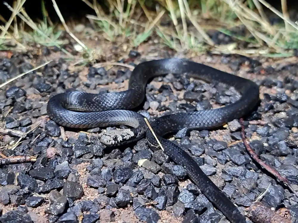 Pale-headed Snake (Hoplocephalus bitorquatus) coiled on gravel.