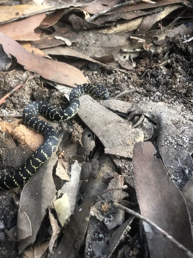 Broad-headed Snake (Hoplocephalus bungaroides) among dry leaves.