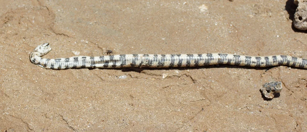 Port Darwin Sea Snake (Hydrelaps darwiniensis) deceased beach specimen.