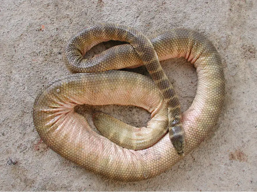 Belcher’s Sea Snake (Hydrophis belcheri) photographed reference specimen from Marine Reptiles (2011); specimen condition not documented.