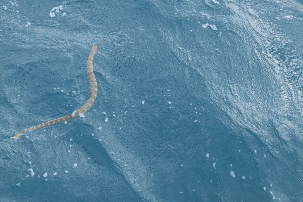 Spine-bellied Sea Snake (Hydrophis curtus) swimming in the sea.