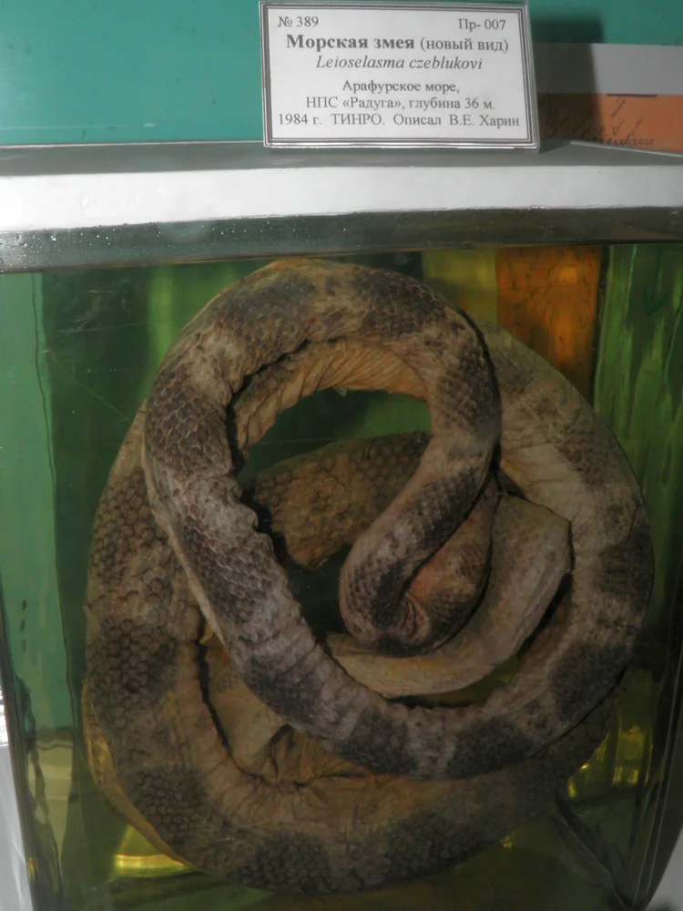 Fine-spined Sea Snake (Hydrophis czeblukovi) preserved museum specimen in a jar, labelled Leioselasma czeblukovi.