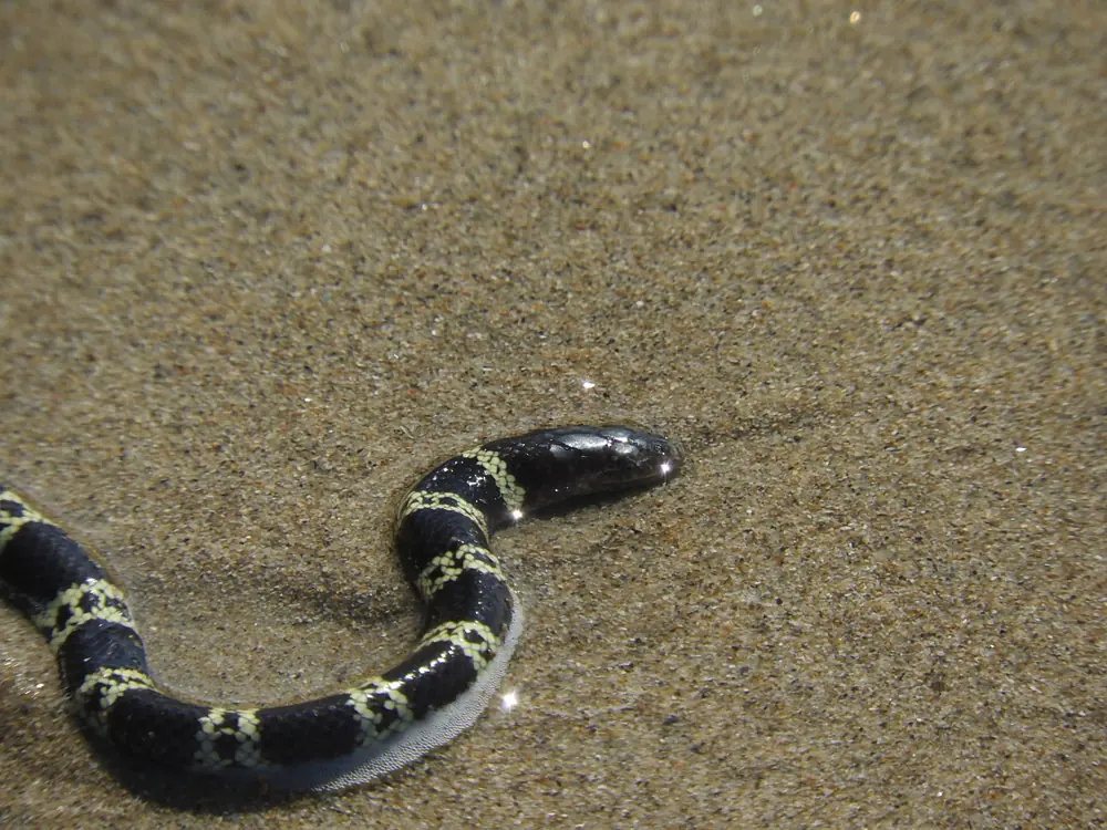 Elegant Sea Snake (Hydrophis elegans) head and neck in shallow water.