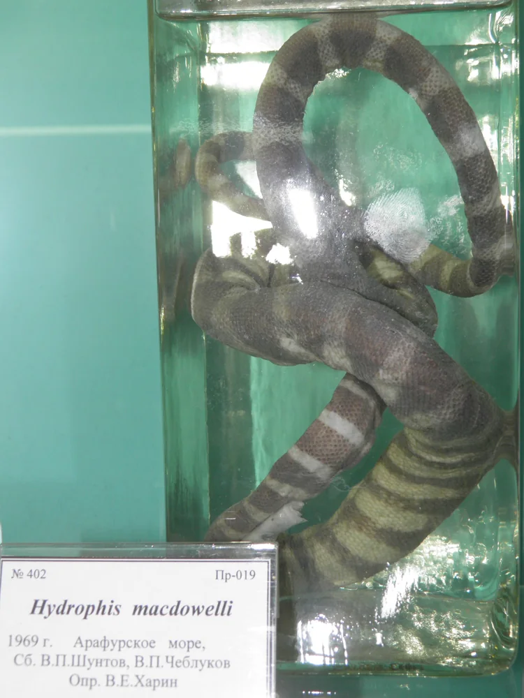 McDowell’s Sea Snake (Hydrophis macdowelli) preserved museum specimen in a labelled jar.