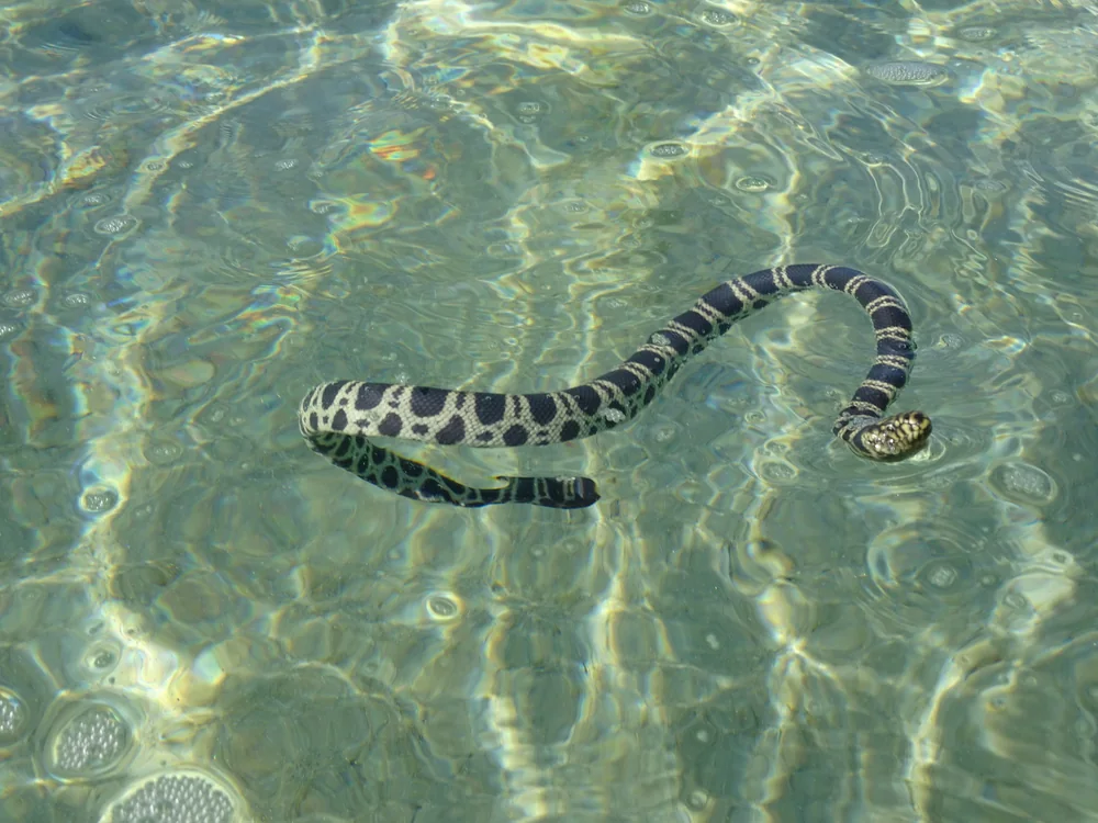 Olive-headed Sea Snake (Hydrophis major) swimming in shallow clear water.