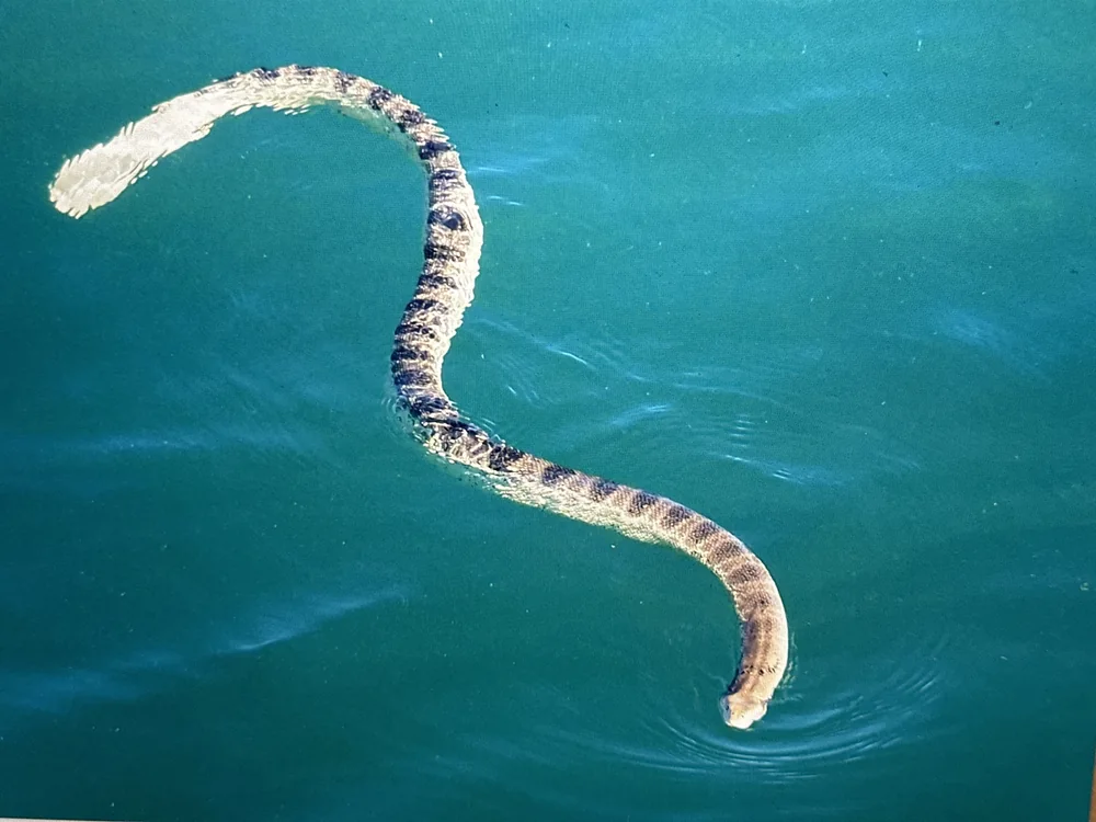 Stokes’ Sea Snake (Hydrophis stokesii) swimming in the sea.