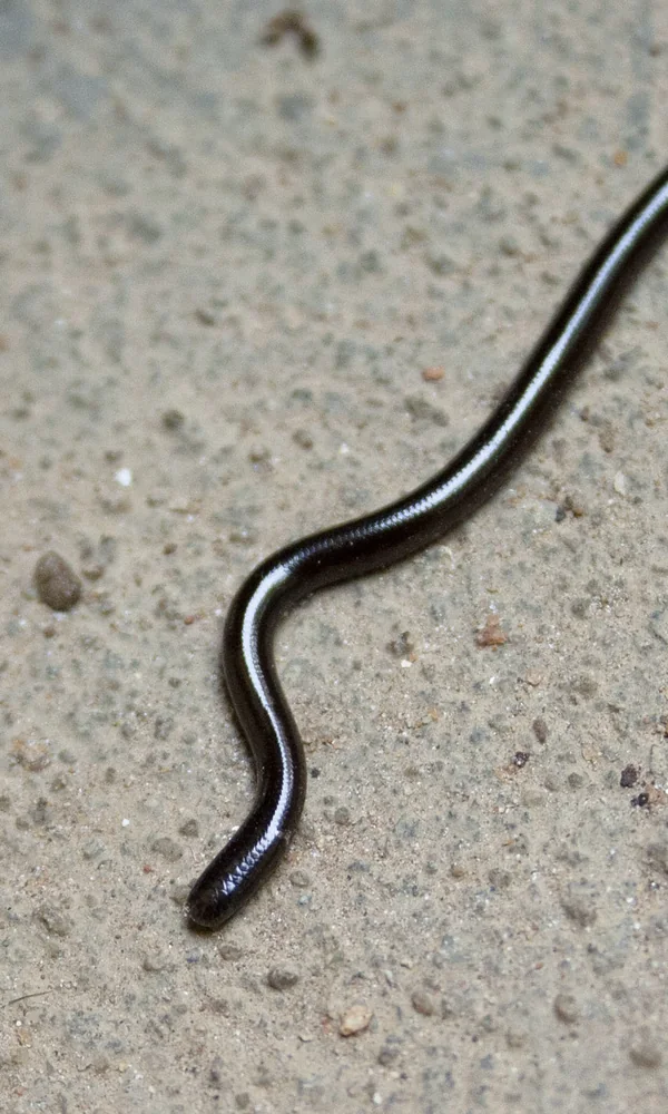 Flowerpot Snake (Indotyphlops braminus) on bare ground.