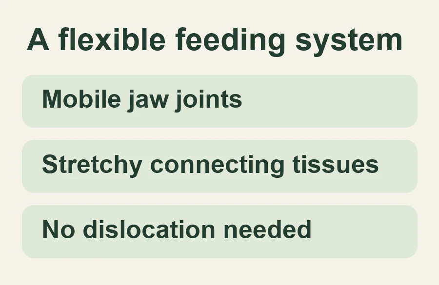 Mobile jaw joints; Stretchy connecting tissues; No dislocation needed