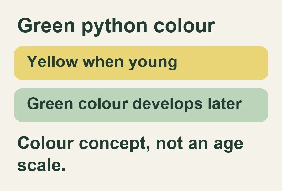 Green python colour. Yellow when young. Green colour develops later. Colour concept, not an age scale.