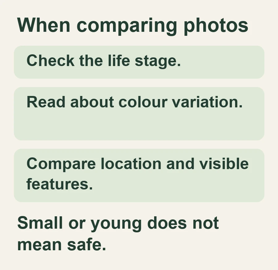 When comparing photos. Check the life stage.. Read about colour variation.. Compare location and visible features.. Small or young does not mean safe.