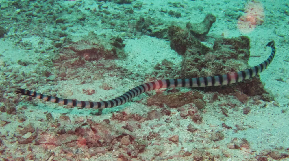 Yellow-lipped Sea Krait (Laticauda colubrina) swimming over the seabed.