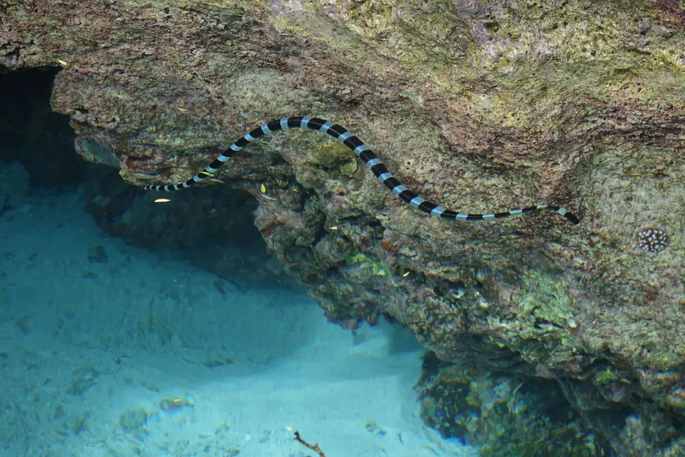 Blue-banded Sea Krait (Laticauda laticaudata) in a shallow reef pool.
