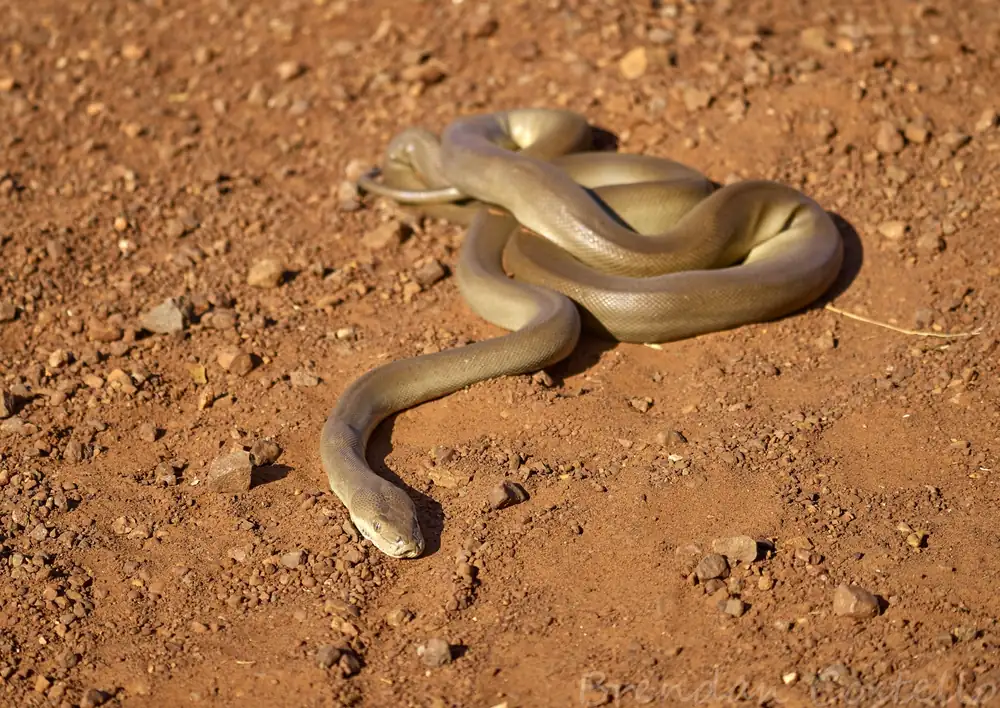 Olive Python (Liasis olivaceus) coiled on soil.