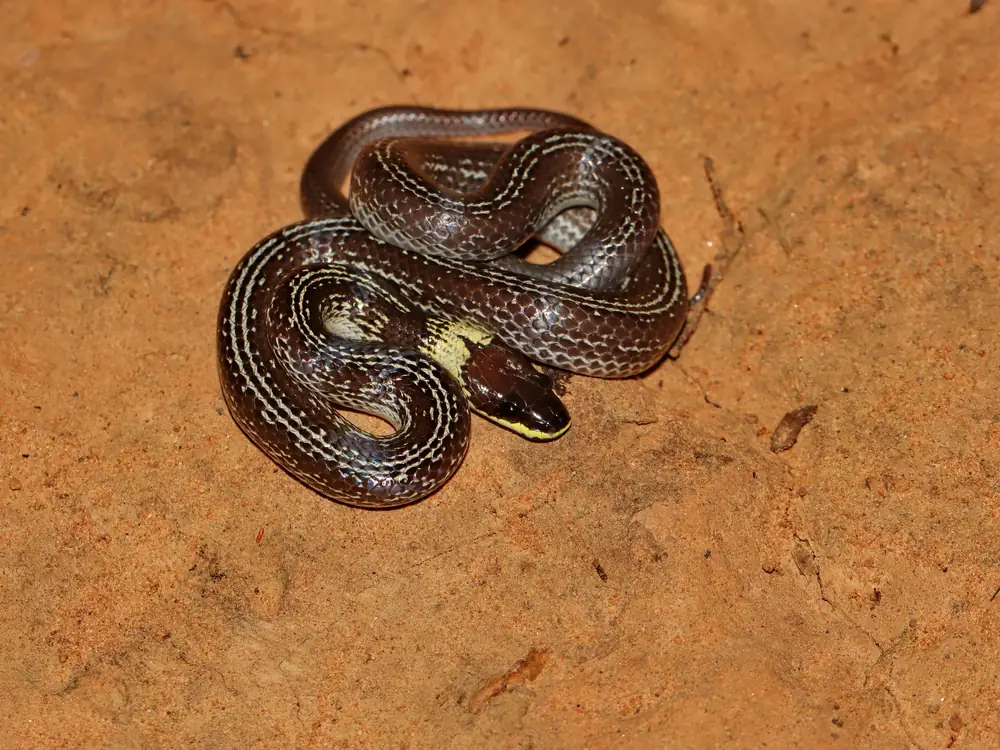 Common Wolf Snake (Lycodon capucinus) coiled on soil.