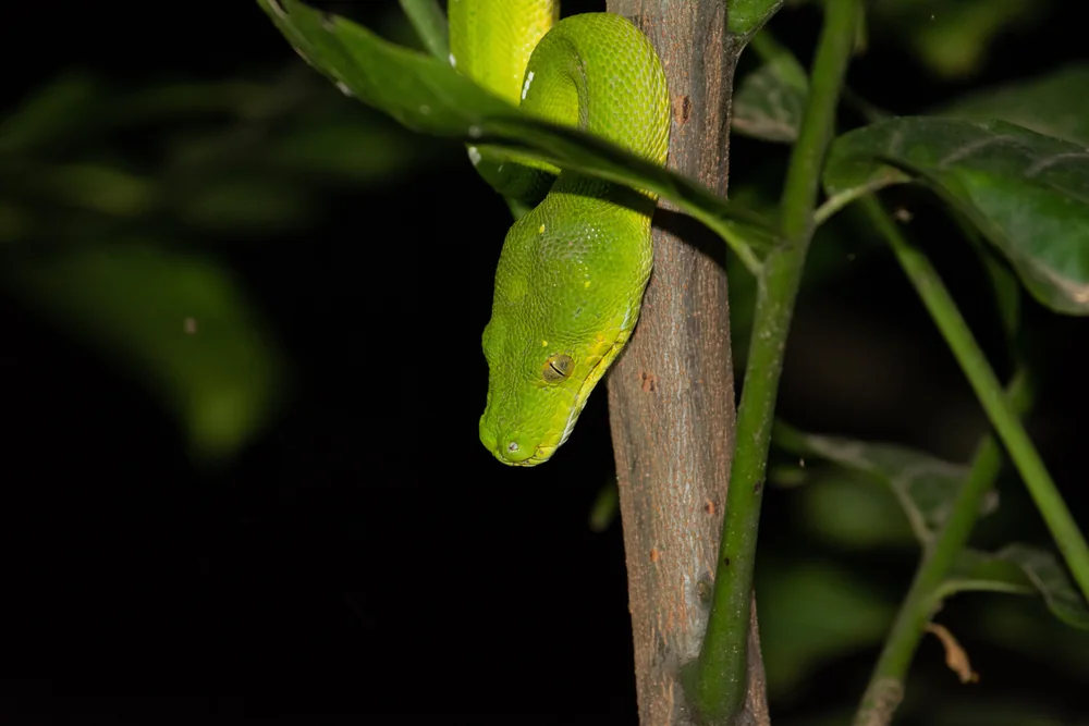 Green Python (Morelia viridis) head close-up on a branch.
