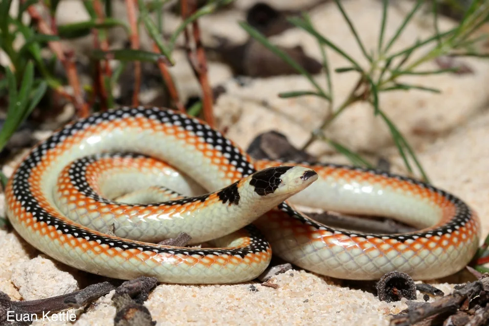 Black-striped Burrowing Snake (Neelaps calonotos) coiled on sand among small plants.