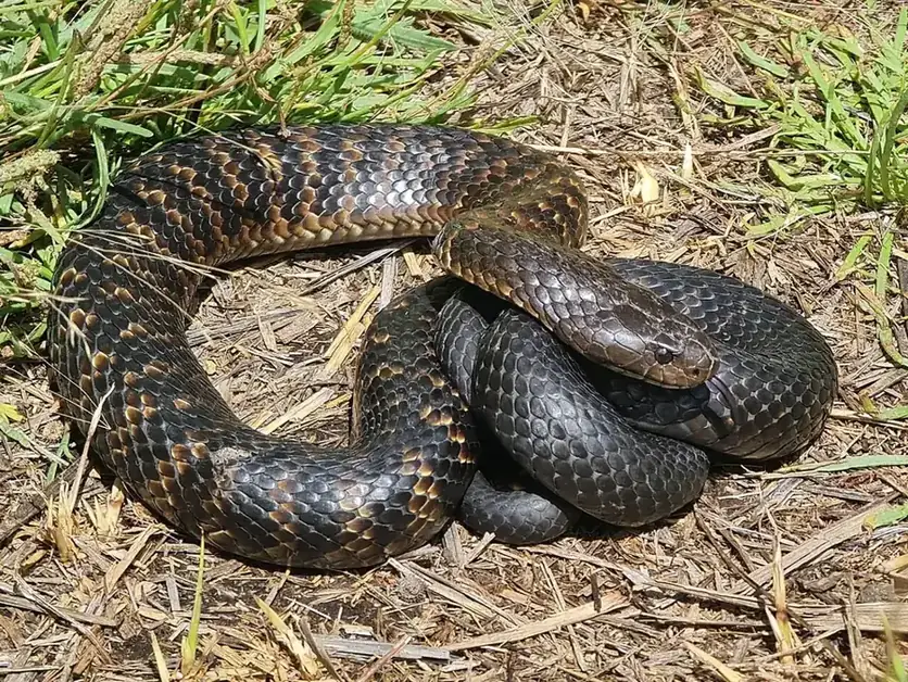 Tiger snake showing banded body and broad head on grass