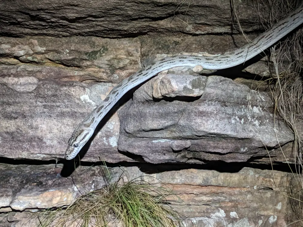 Oenpelli Python with its head and patterned forebody extending down a rock face.