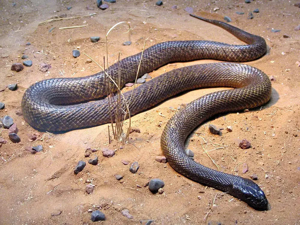 Inland taipan showing its dark head and coiled body at Australia Zoo
