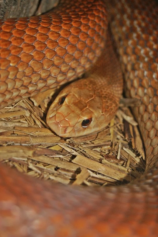 Coastal taipan showing its head and reddish brown scales