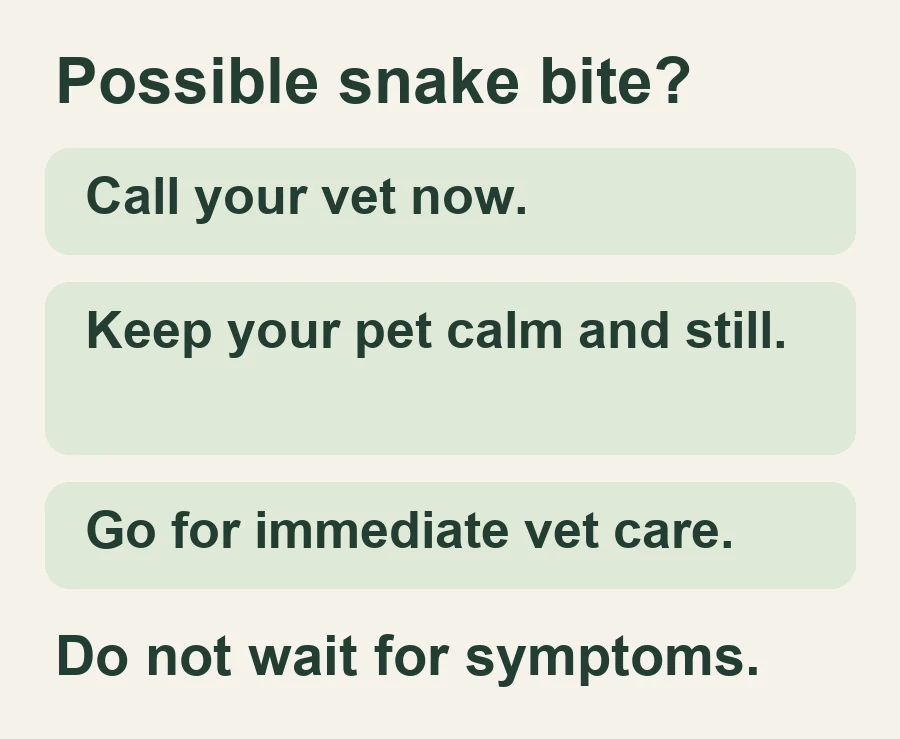 Possible snake bite?. Call your vet now.. Keep your pet calm and still.. Go for immediate vet care.. Do not wait for symptoms.