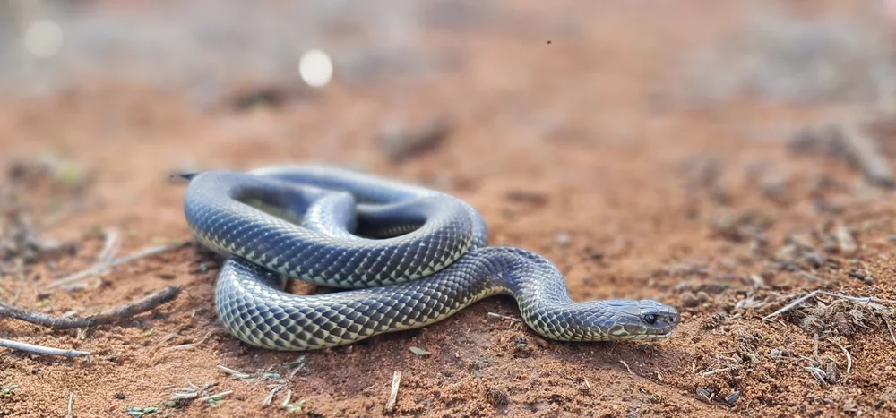 Mulga Snake (Pseudechis australis) coiled on soil.