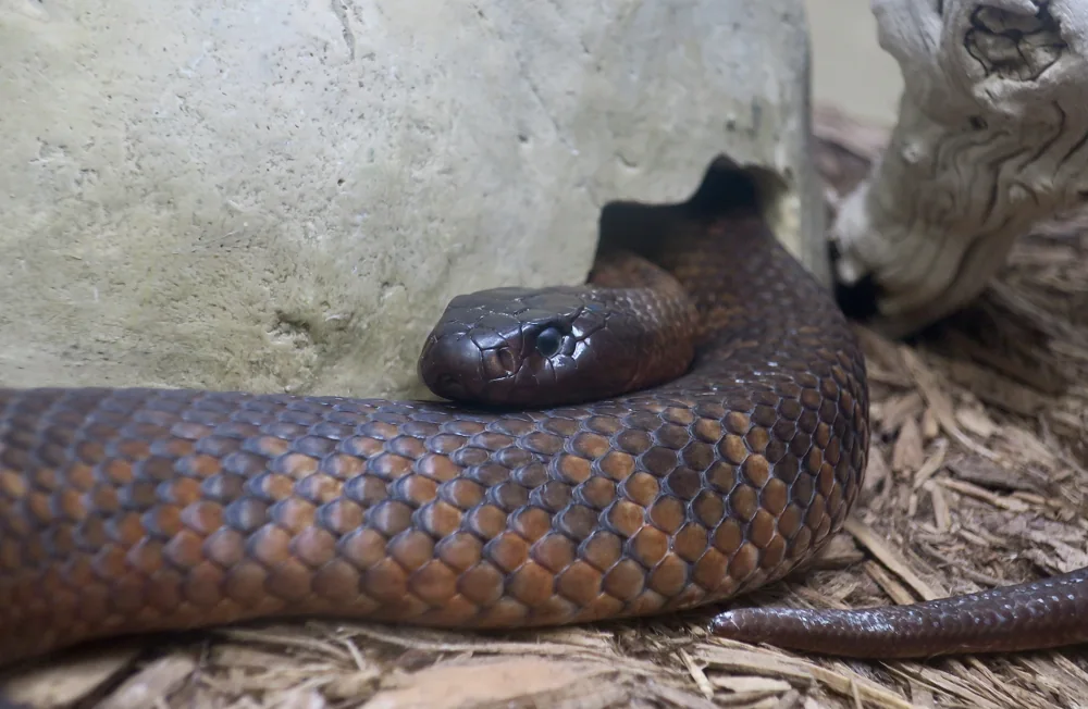 Collett’s Snake (Pseudechis colletti) at Phoenix Herpetological Sanctuary (captive).