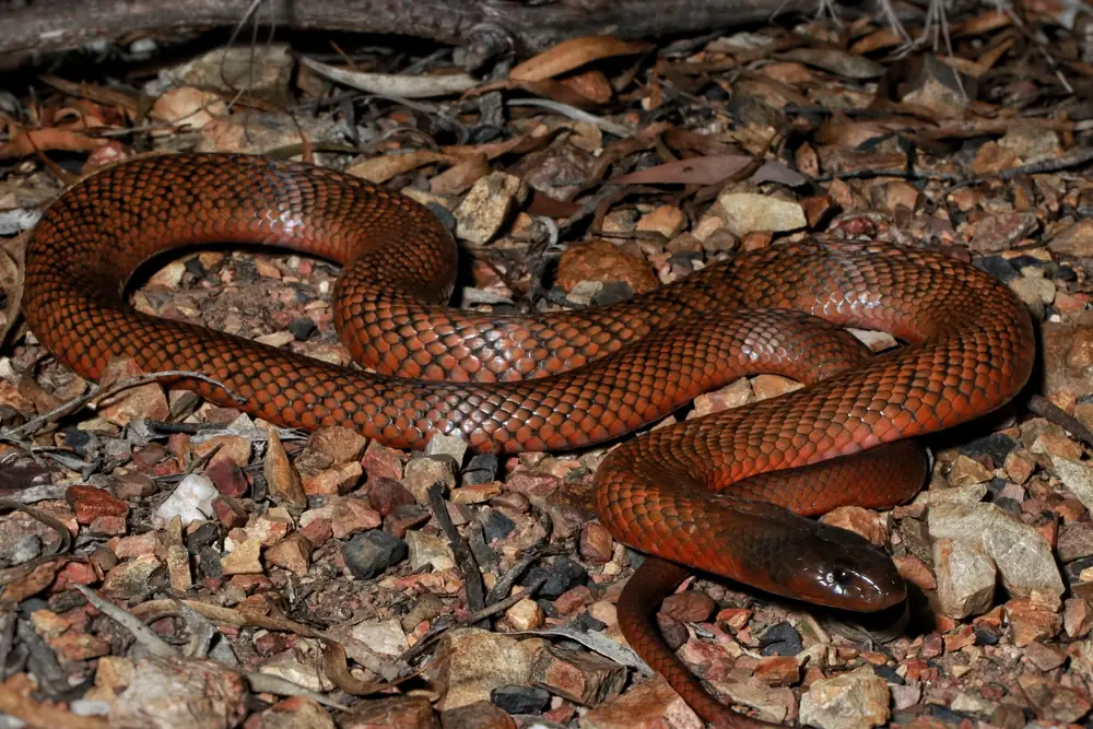 Spotted Black Snake (Pseudechis guttatus) coiled among leaf litter.
