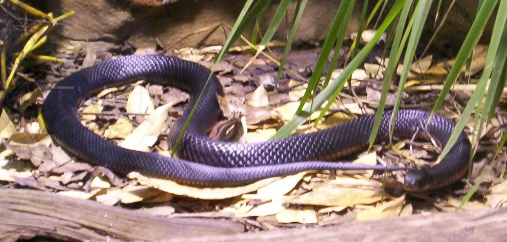 Red-bellied black snake resting on leaf litter at Brisbane Forest Park