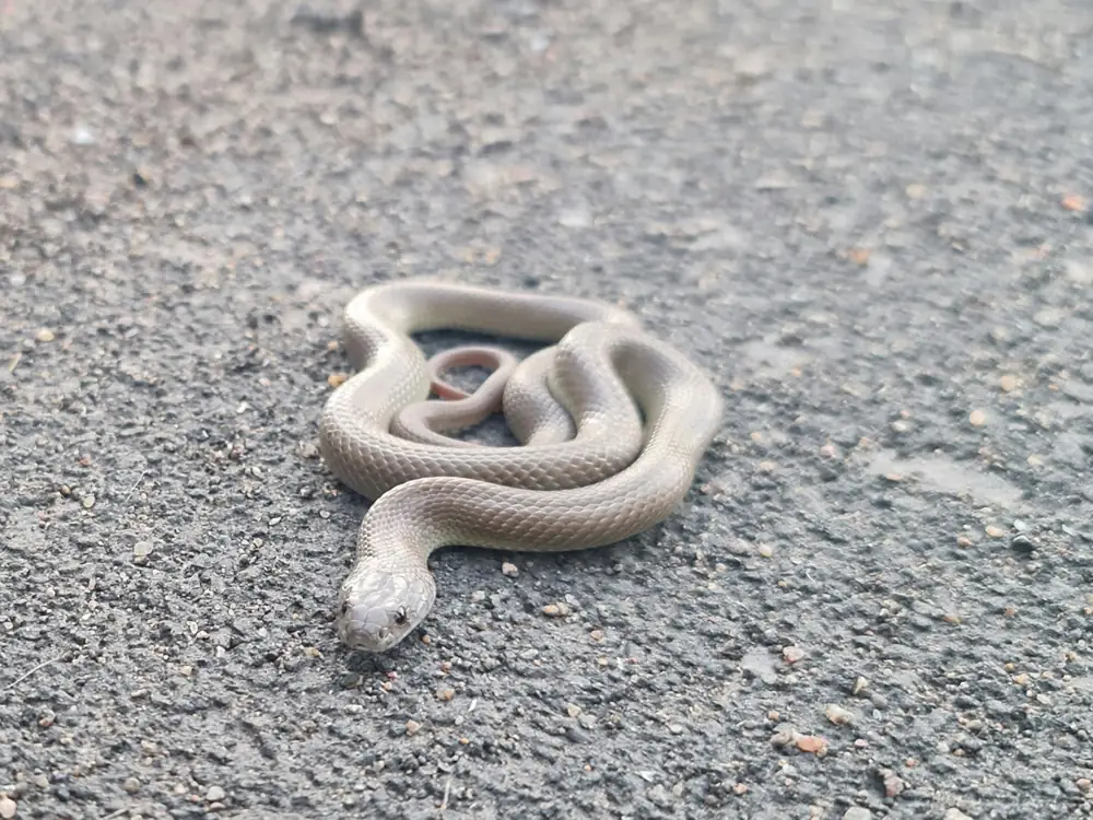 Western Pygmy Mulga Snake (Pseudechis weigeli) coiled on gravel.