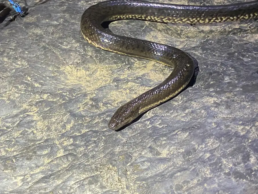 Macleay’s Water Snake (Pseudoferania polylepis) in shallow water.