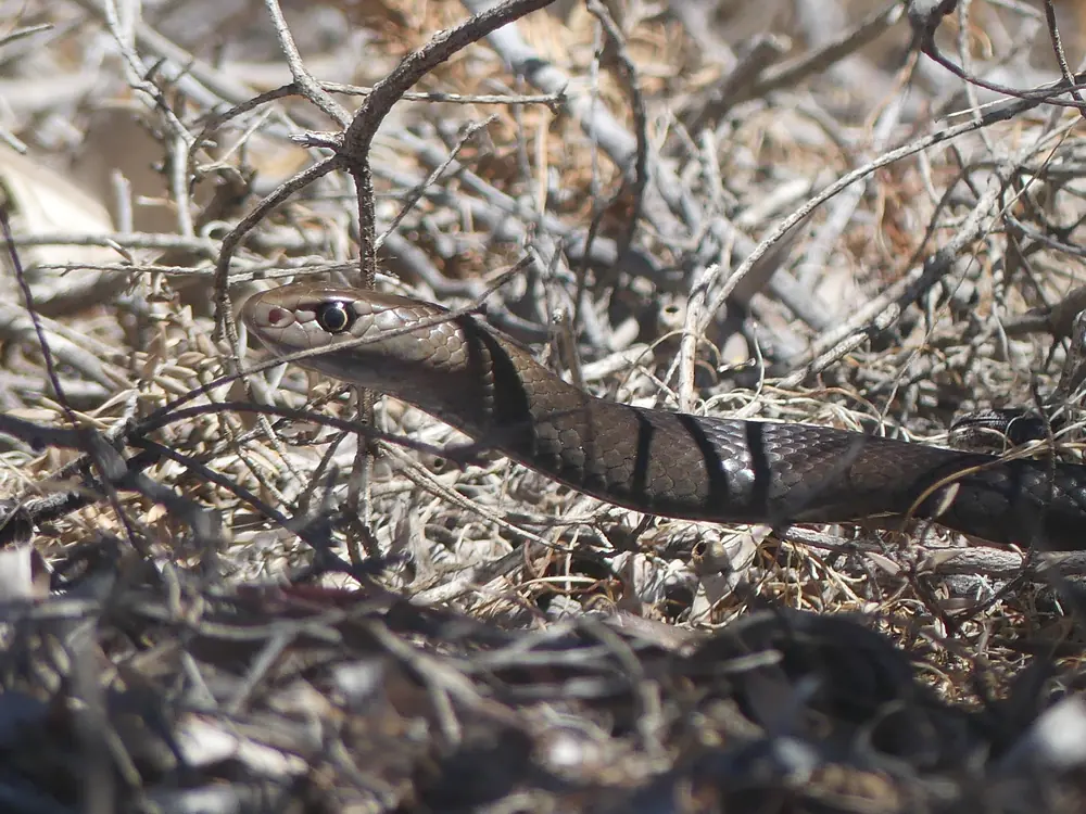 Dugite (Pseudonaja affinis) head close-up among dry stems.