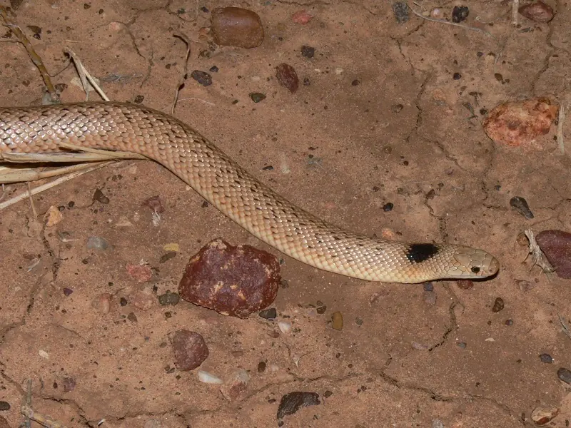 Speckled Brown Snake (Pseudonaja guttata) head close-up on soil.