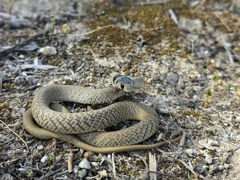 Peninsula Brown Snake (Pseudonaja inframacula) coiled in scrub.