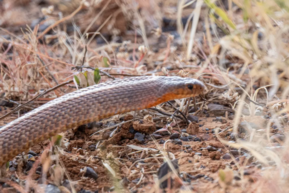 Ingram’s Brown Snake (Pseudonaja ingrami) head close-up among dry grass.