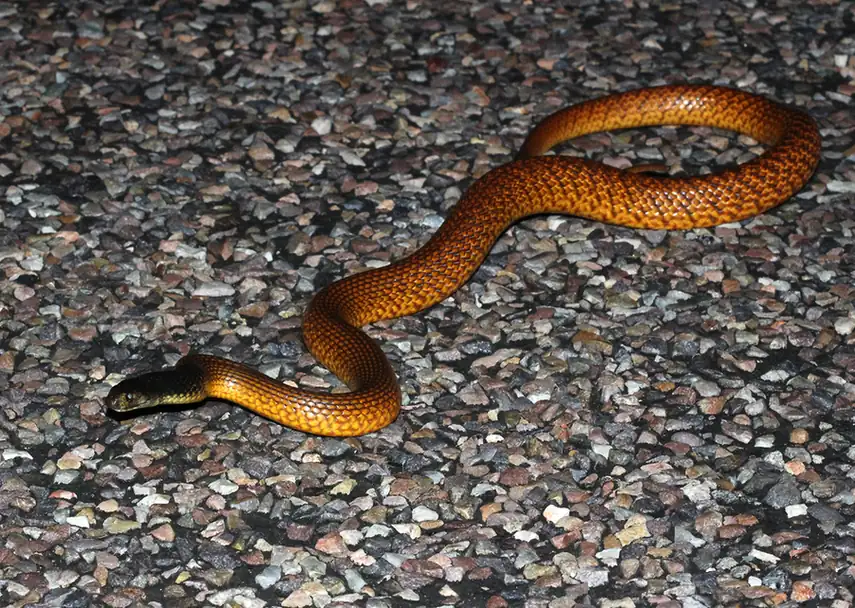 Western Brown Snake (Pseudonaja mengdeni) on gravel.