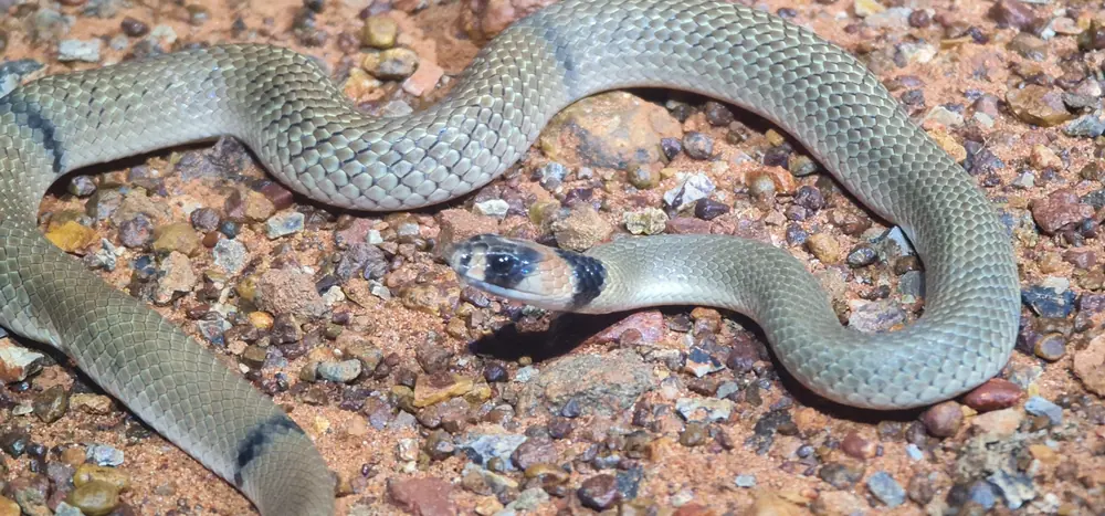 Ringed Brown Snake with dark bands behind its head, coiled on gravel.