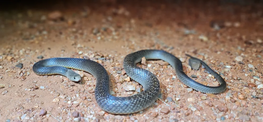 Northern Brown Snake (Pseudonaja nuchalis) coiled on soil.