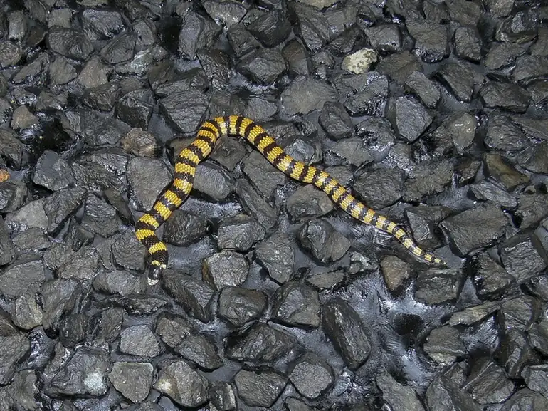 Desert Banded Snake (Simoselaps anomalus) on dark gravel.
