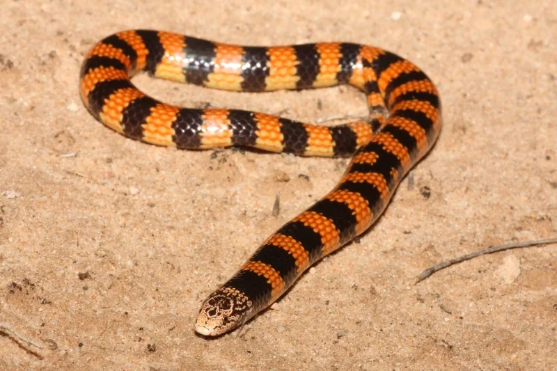 Jan’s Banded Snake (Simoselaps bertholdi) on sandy soil.