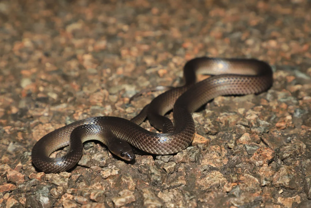 Slaty-grey Snake (Stegonotus australis) on the ground.