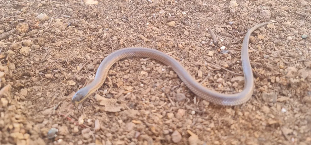Dwyer’s Snake (Suta dwyeri) on soil.