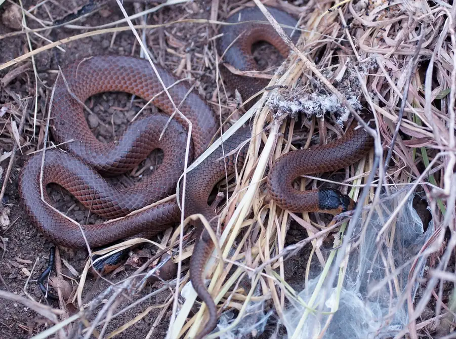 Little Whip Snake (Suta flagellum) among dry grass.