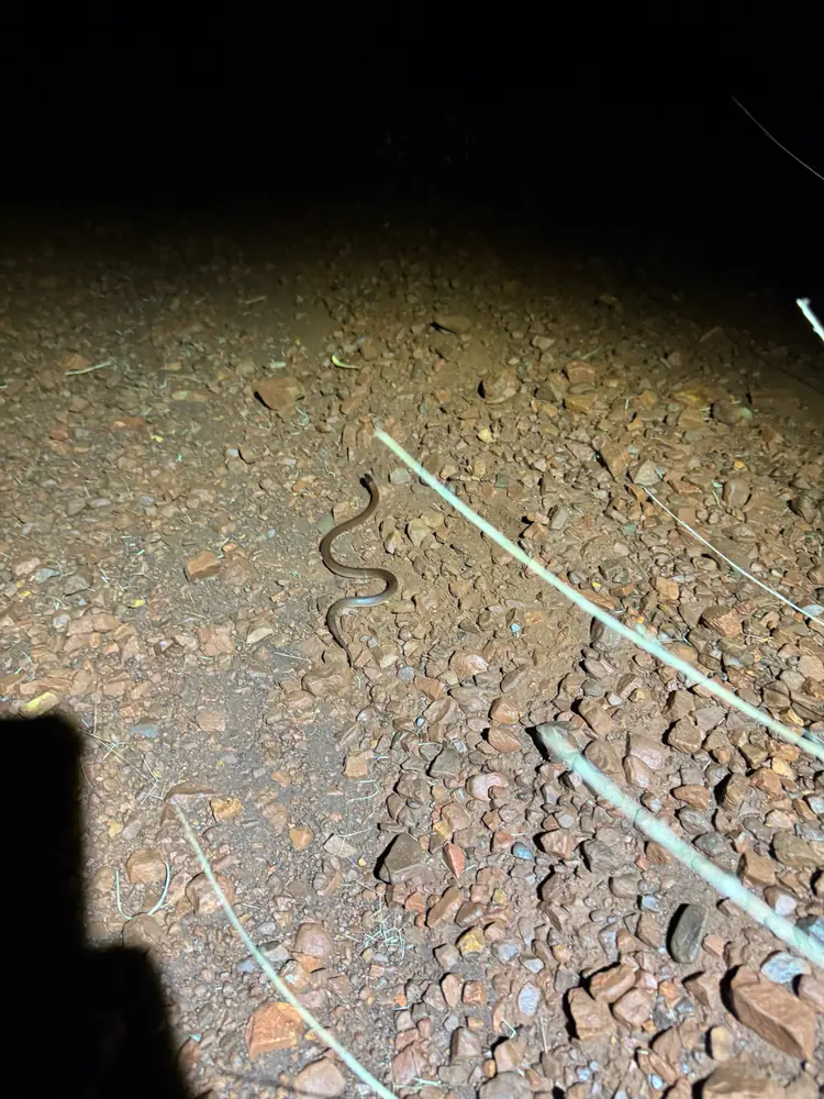 Pilbara Hooded Snake (Suta gaikhorstorum) on gravel at night.