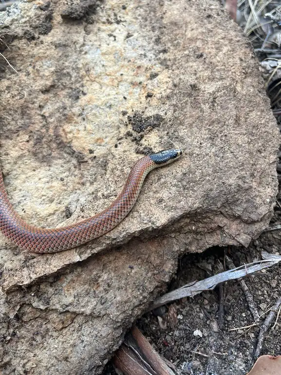 Gould’s Hooded Snake (Suta gouldii) head and neck on exposed soil.