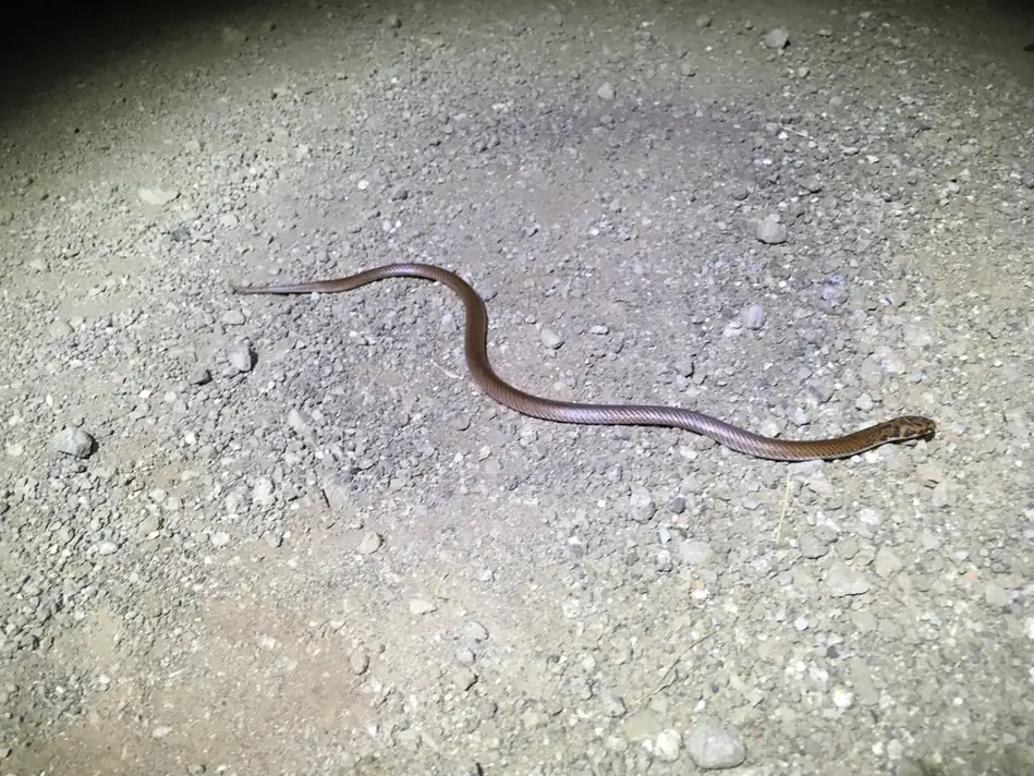 Little Spotted Snake (Suta punctata) on gravel at night.