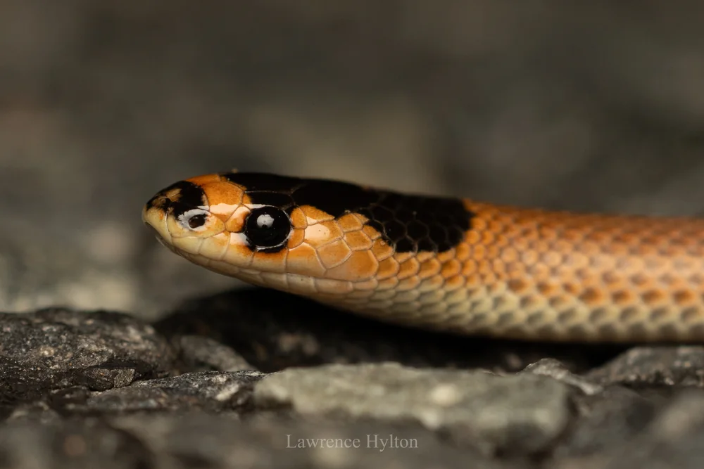 Mallee Black-headed Snake (Suta spectabilis) head close-up on the ground.