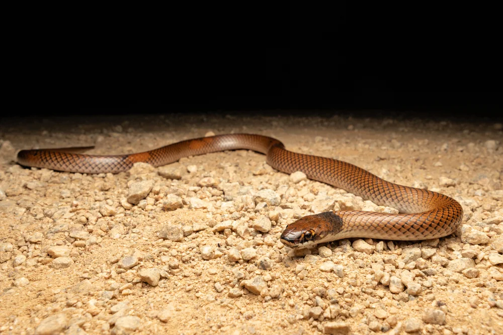 Curl Snake (Suta suta) on gravel at night.