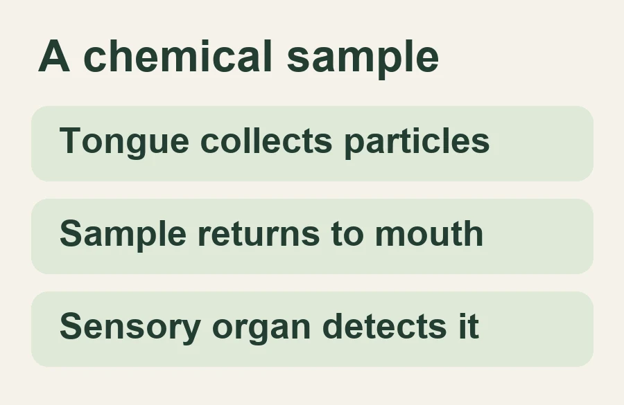 Tongue collects particles; Sample returns to mouth; Sensory organ detects it
