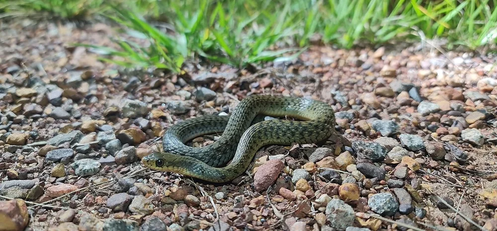 Common keelback coiled on gravel